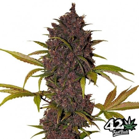 LSD-25 Auto Cannabis Plant