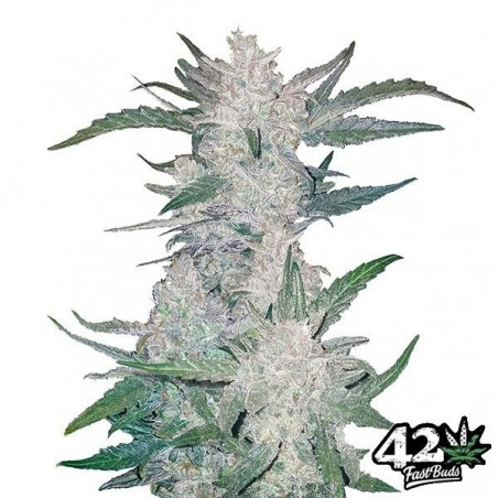Mexican Airlines Auto Cannabis Plant