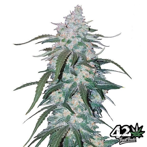 View Pineapple Express Auto Cannabis Plant