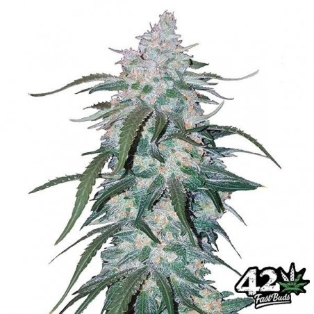 Pineapple Express Auto Cannabis Plant