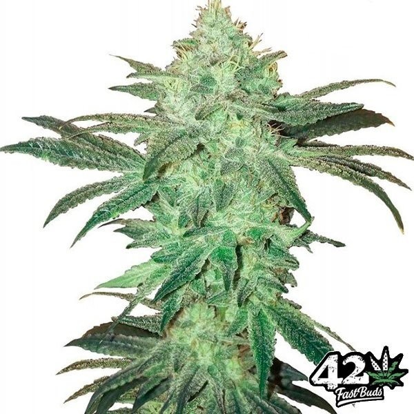 Stardawg Auto Cannabis Plant