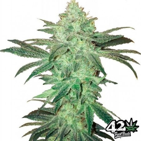 Stardawg Auto Cannabis Plant