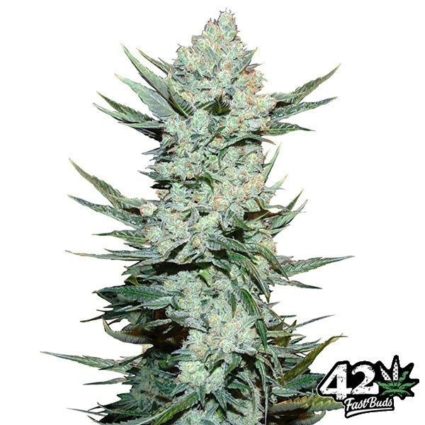 View Tangie Matic Auto Cannabis Plant