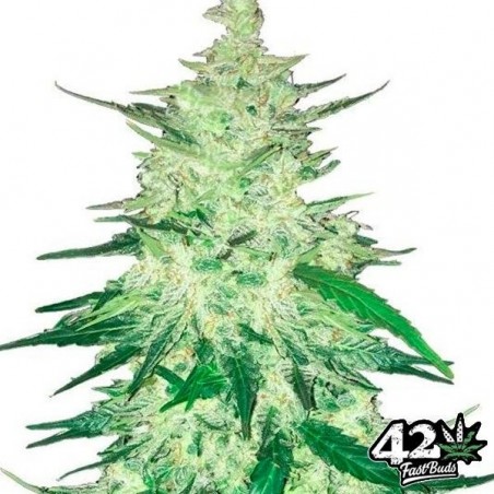 CBD Crack Cannabis Plant