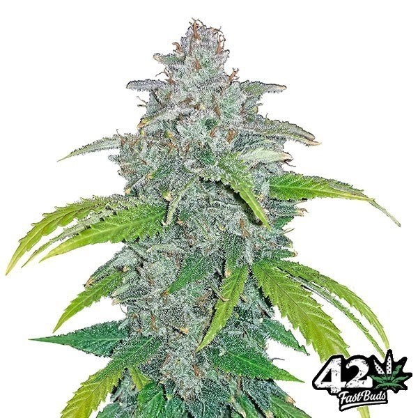 View Blue Dream Matic Auto Cannabis Plant