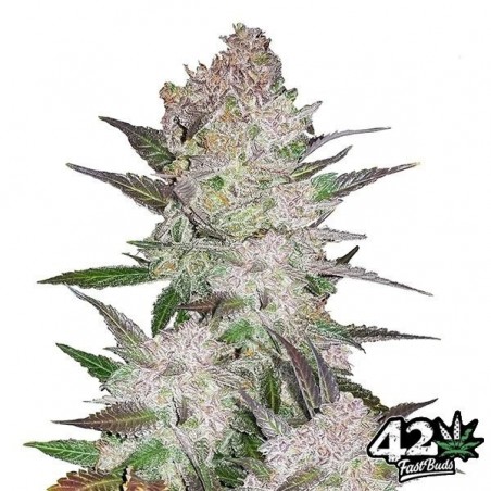 Cream Cookies Auto Cannabis Plant