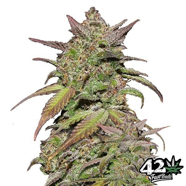 View Smoothie Auto - Marijuana Plant