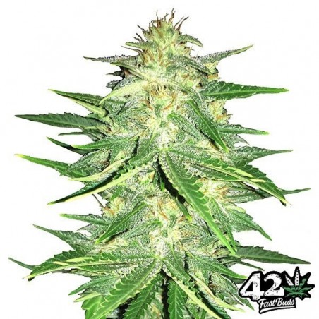Lemon AK Auto Marijuana Plant