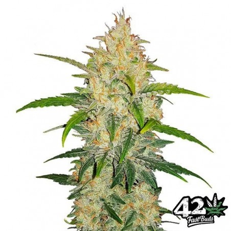 Zkittlez Auto - Marijuana Plant