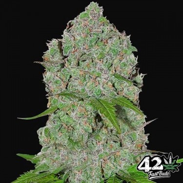 Orange Sherbet Auto Marijuana Plant