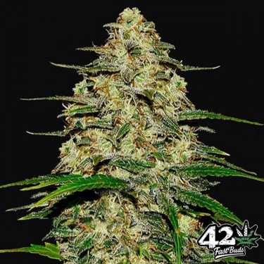 Wedding Cheesecake Auto
