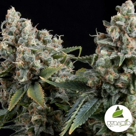 Auto Tutankhamon cannabis plant