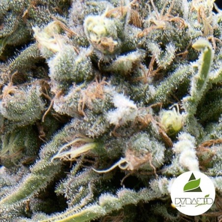 Auto White Widow cannabis plant