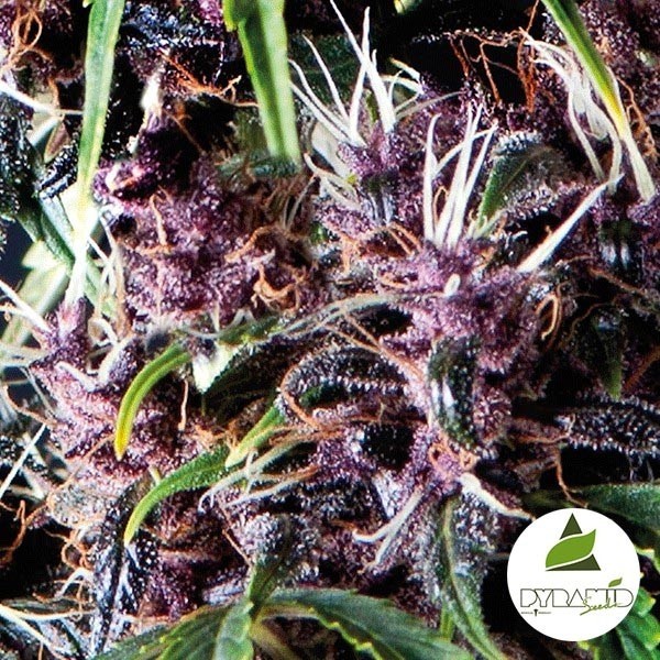View Auto Purple cannabis plant