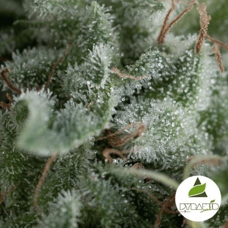 Auto Nefertiti cannabis plant