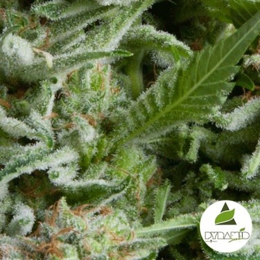 Auto Alpujarreña cannabis plant