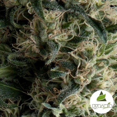 Auto Galaxy cannabis plant
