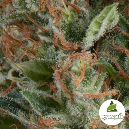 Auto Wembley cannabis plant