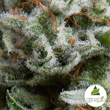 Auto Anesthesia cannabis plant