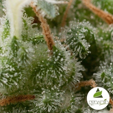 Auto Super Hash cannabis plant