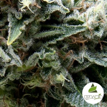 Auto New York City cannabis plant