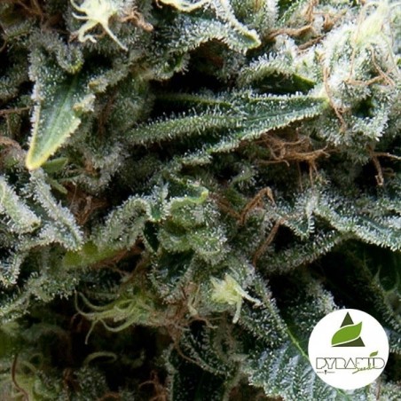 Auto New York City cannabis plant