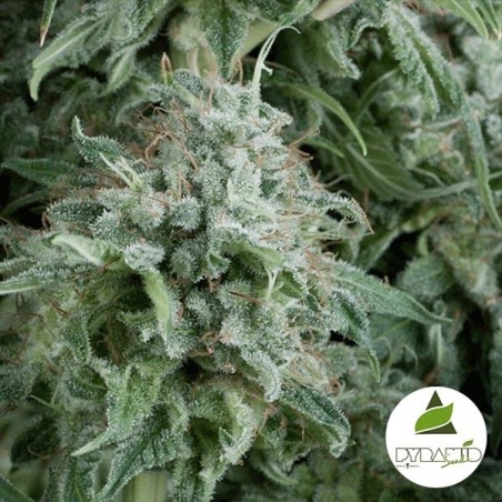 Auto Anubis cannabis plant