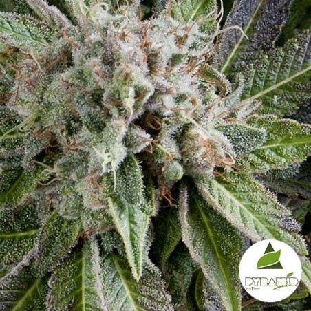 Auto Blue Pyramid cannabis plant