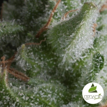 Auto Shark cannabis plant