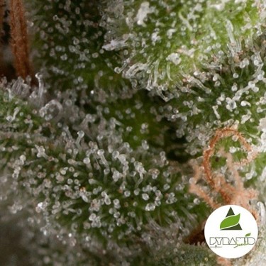 Fresh Candy Auto cannabis plant