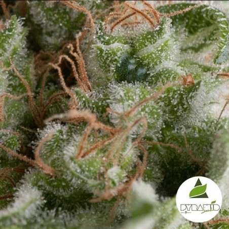 Auto American Pie by Pyramid Seeds auto - GB