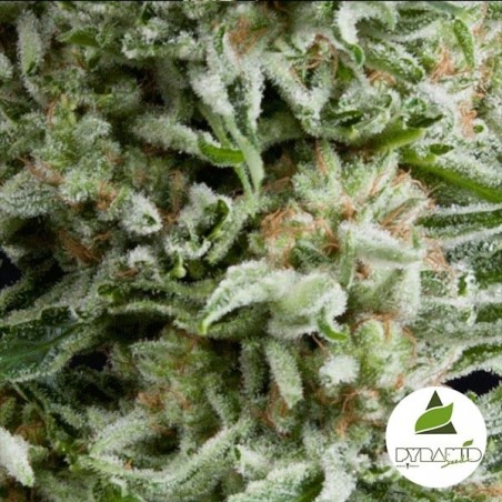 Auto Amnesia Gold cannabis plant