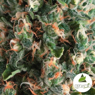 Auto Super OG Kush Cannabis Plant