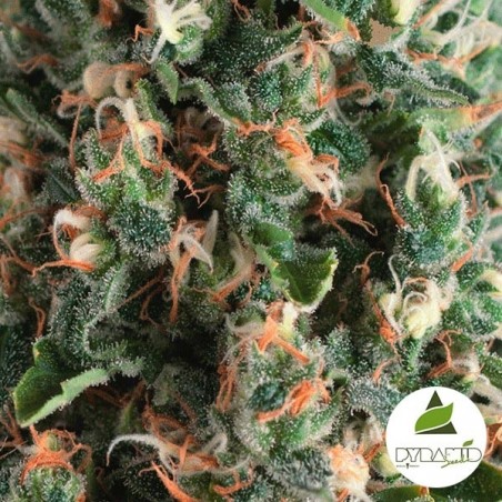 Auto Super OG Kush Cannabis Plant