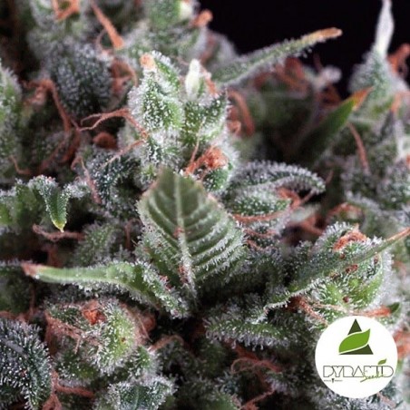 Auto Olympia - Marijuana Plant