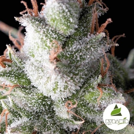 Auto Ramses Marijuana Plant