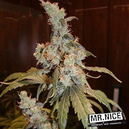 Afghan Haze Regular by Mr. Nice Seeds - GB