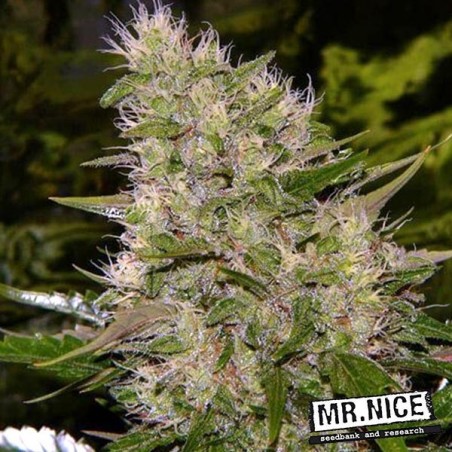 Critical Mass Regular by Mr Nice Regular - GB