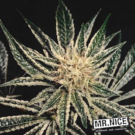 Black Widow regular by Mr. Nice Regular - GB
