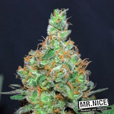 Super Silver Haze Regular cannabis plant