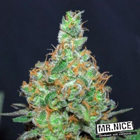 Super Silver Haze Regular cannabis plant