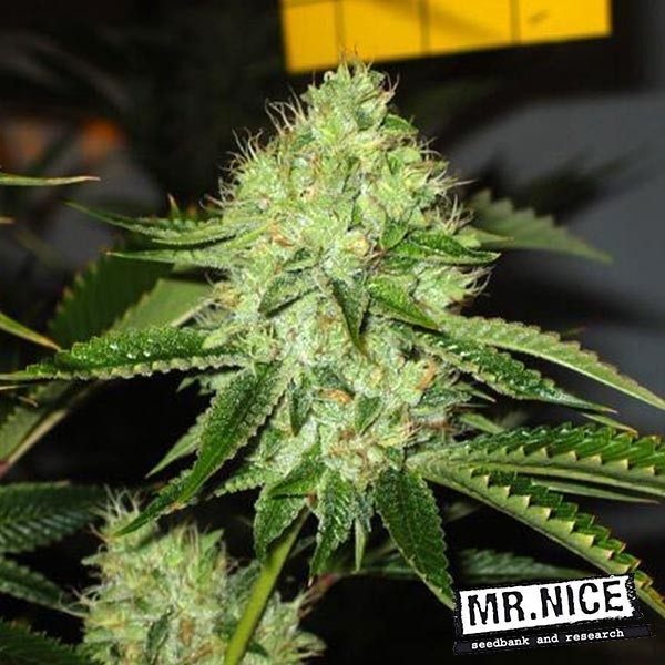 View Medicine Man Regular cannabis plant