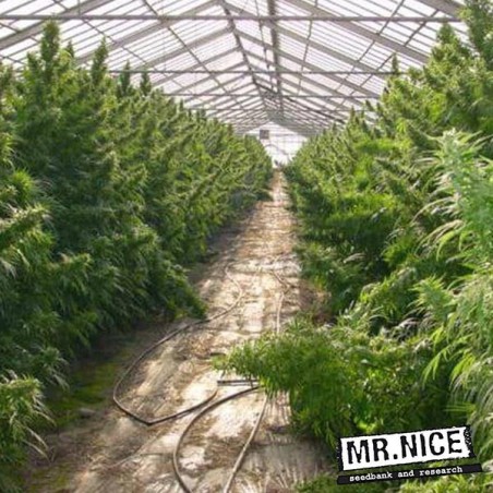 Neville's Haze Regular cannabis plant
