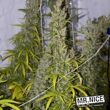 Mango Haze Regular cannabis plant