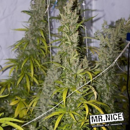 Mango Haze Regular cannabis plant
