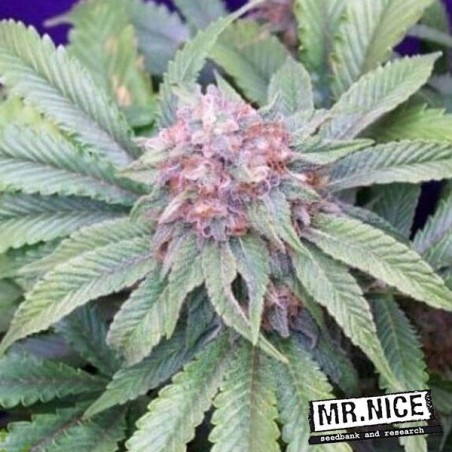 G13 Widow Regular cannabis plant