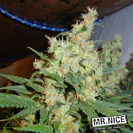 NL5 x Haze