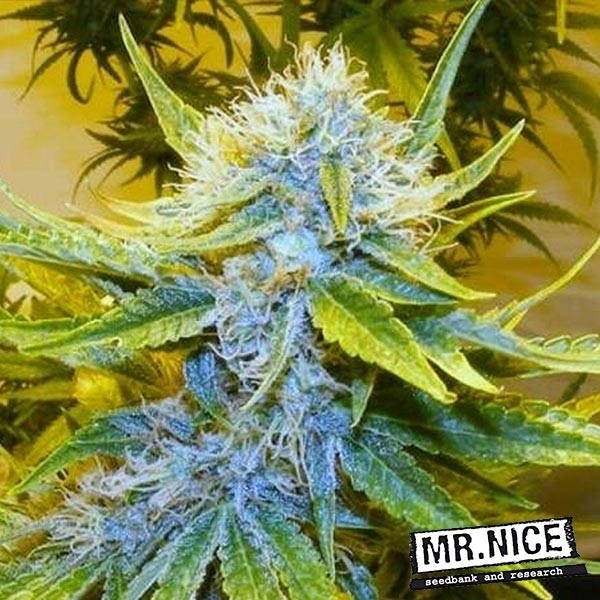 View G13 Haze Regular