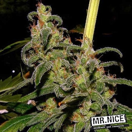 La Niña Regular