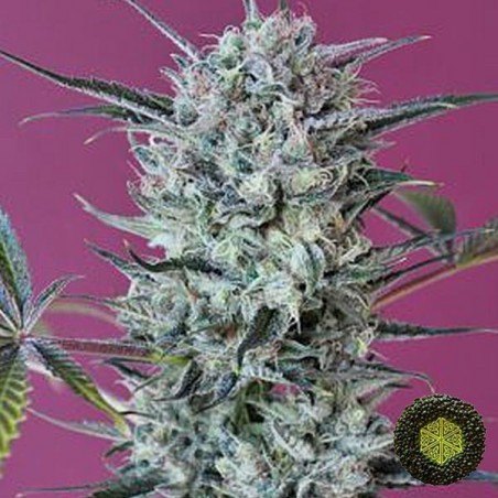 Krystalica Marijuana Plant